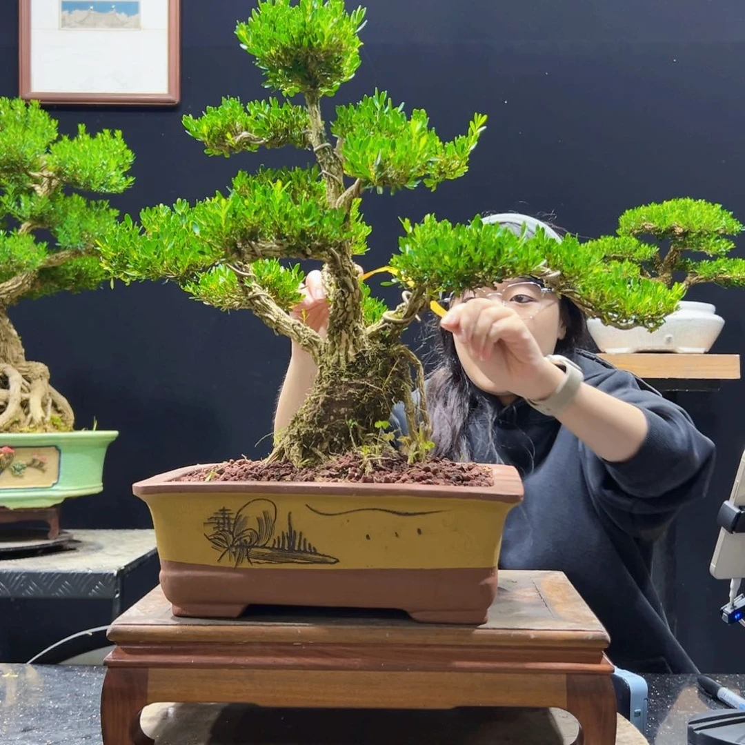 无花朵盆景的种类繁多