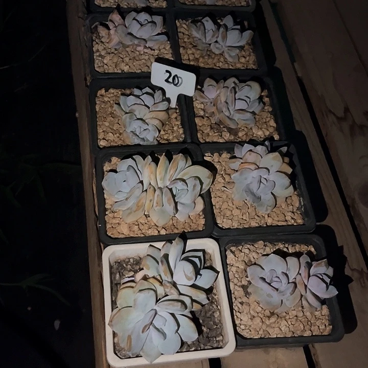雅***，奶茶20号码牌子的话题