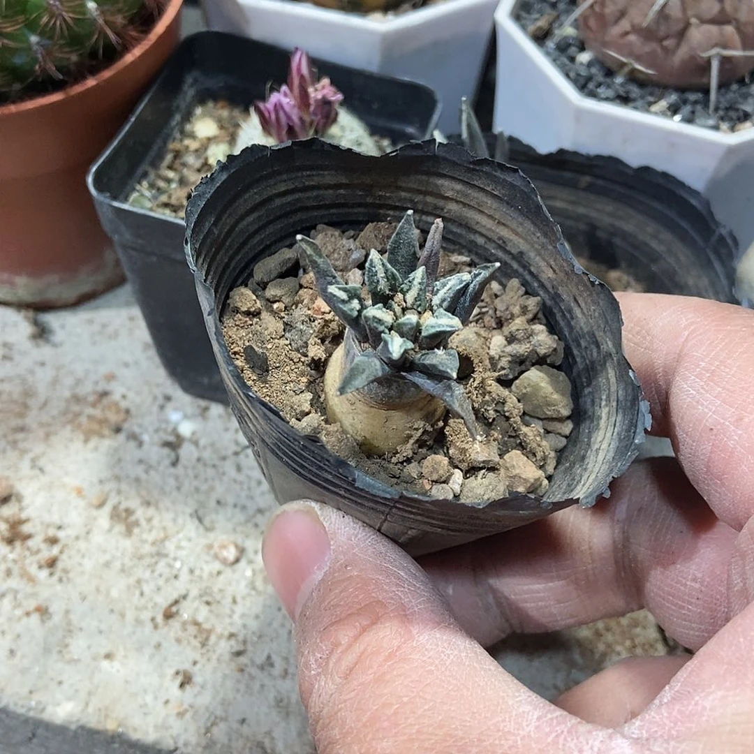 黑牡丹一物一拍，