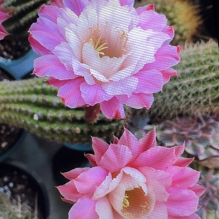 奈何之花侧芽高5公分金妞