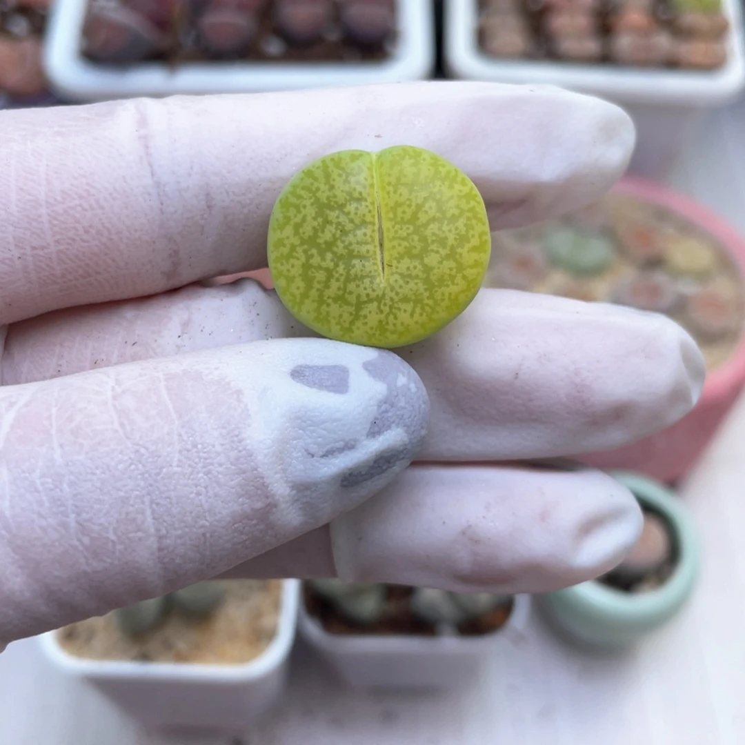 45号 绿一箭赤豆