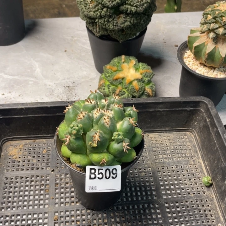 509短刺象牙带根仙人球