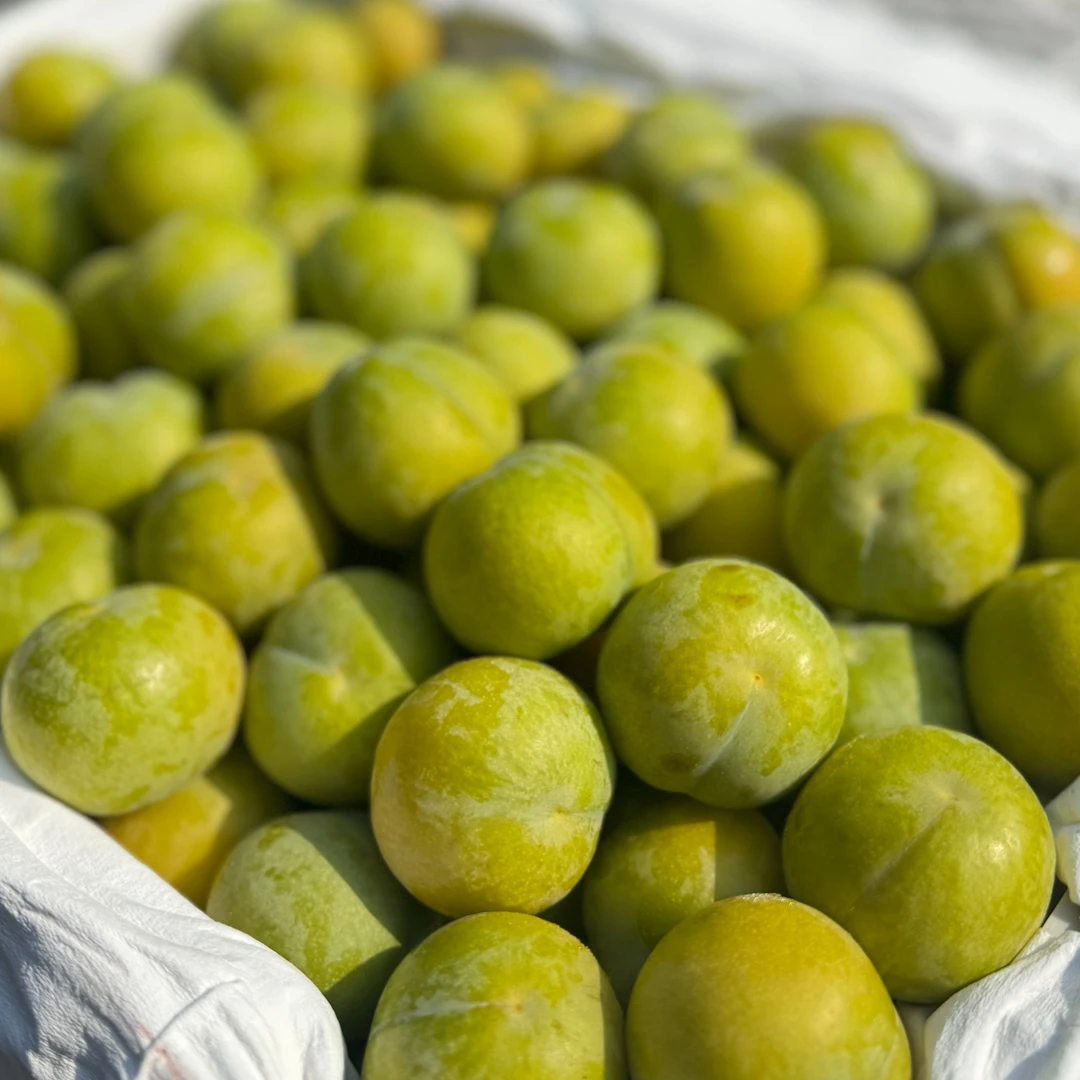 正宗贵州镇宁六马蜂糖李中大果新鲜当季应季水果贵州省