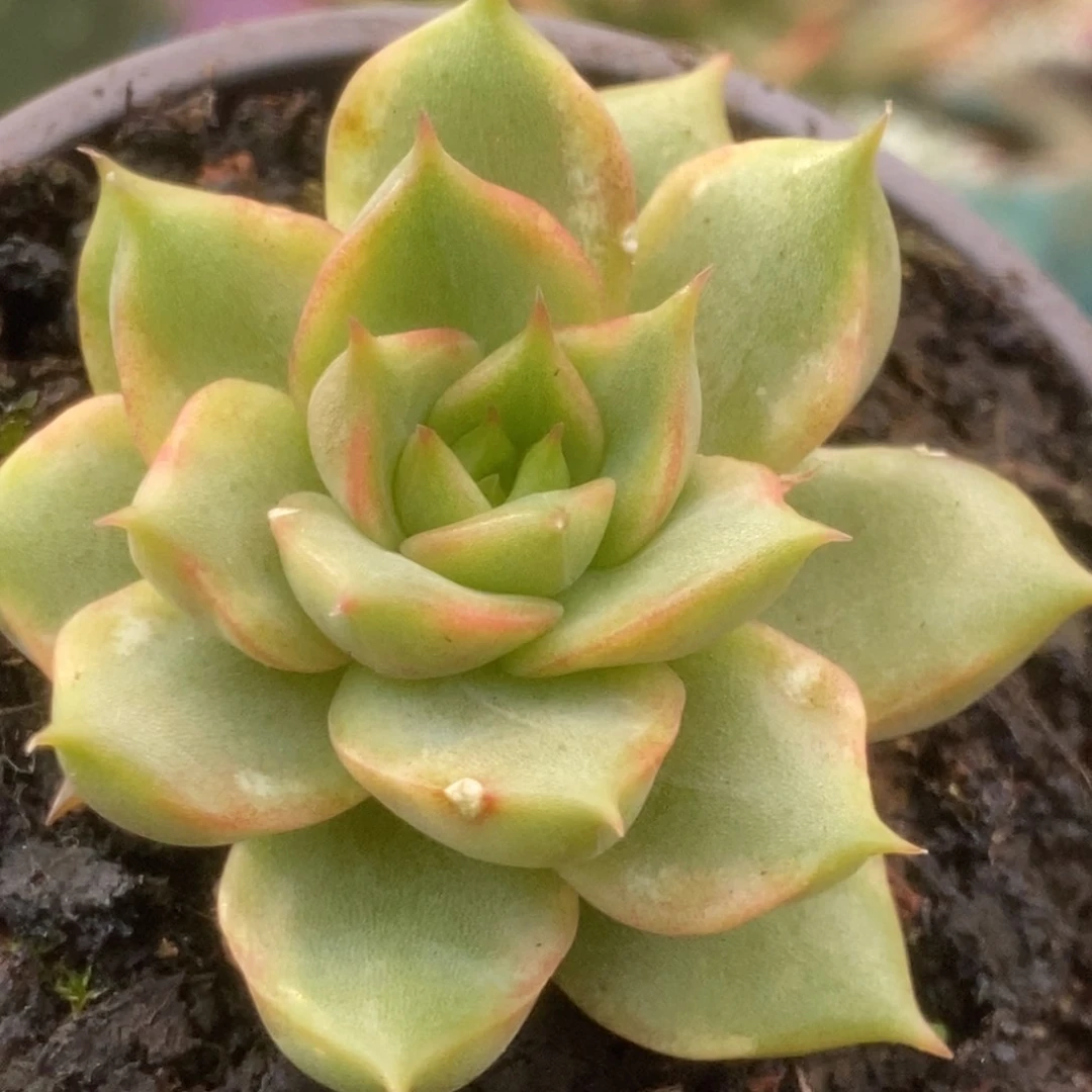 018黄锦覆轮贝加尔湖