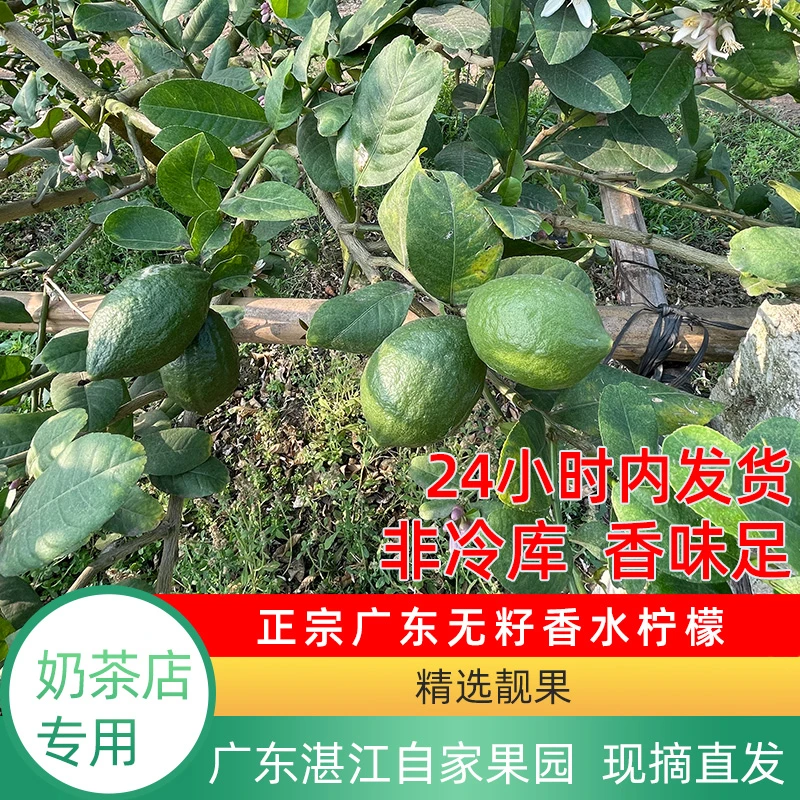 广东香水柠檬产地青柠檬批发柠檬新鲜鲜果柠檬柠檬排名第一名
