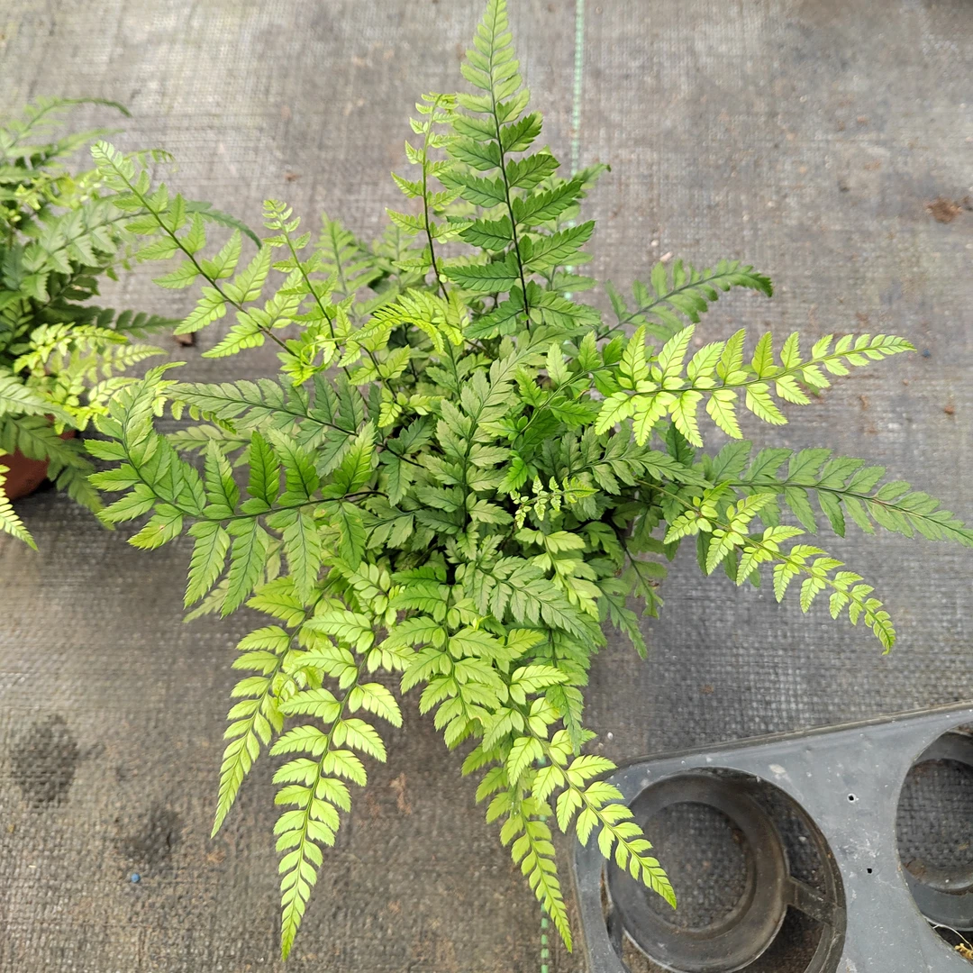 马耳蕨室内好养易活微景观盆景蕨类搭配绿植