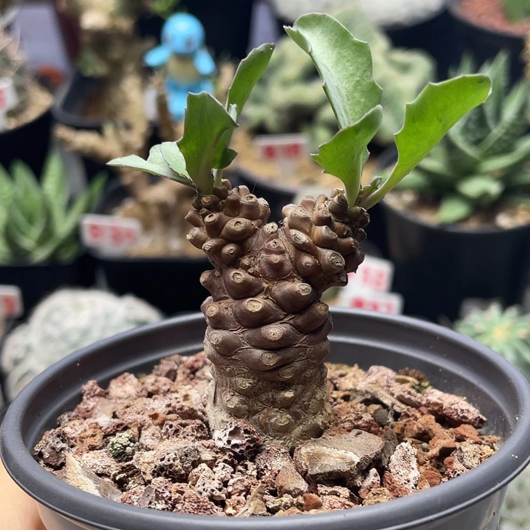实生蛮鬼塔厚敦菊仙人球多肉