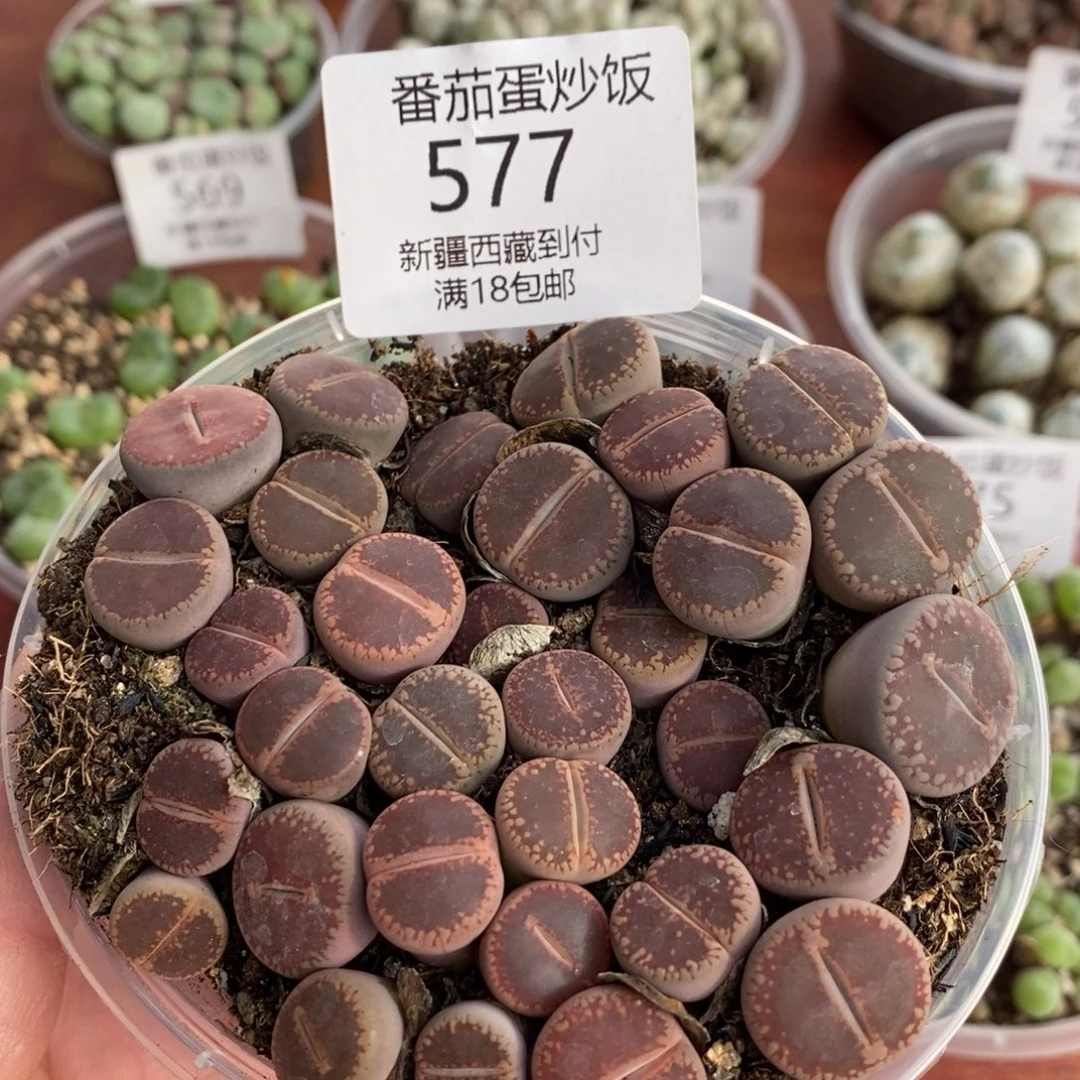 感谢您的支持，00577