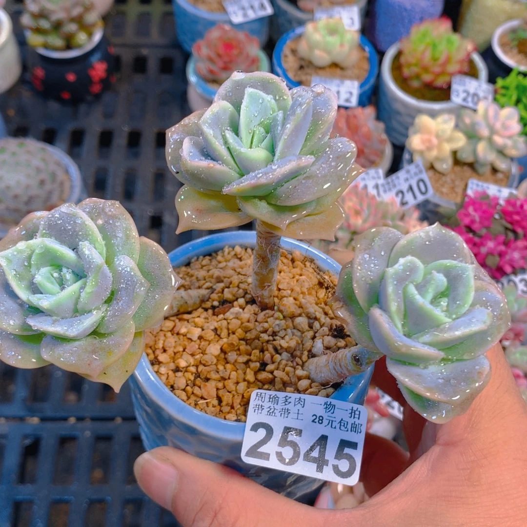 精控多肉植物2545