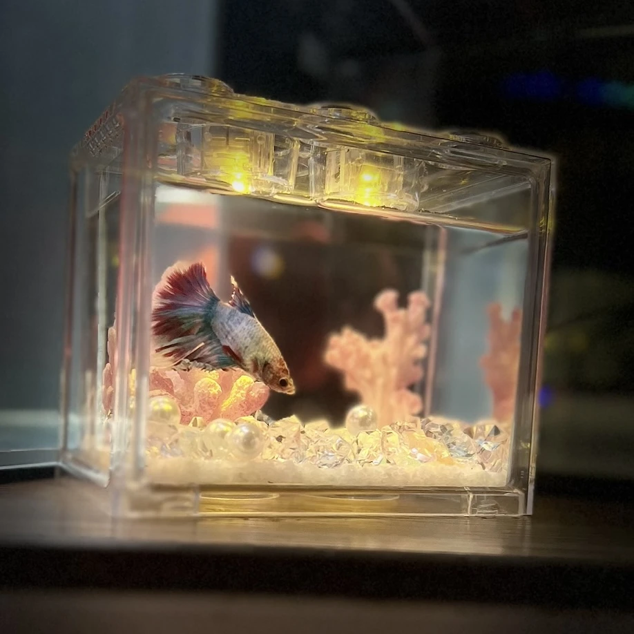 全套带鱼定制套餐积木缸新手开箱即养送朋友斗鱼观赏套餐