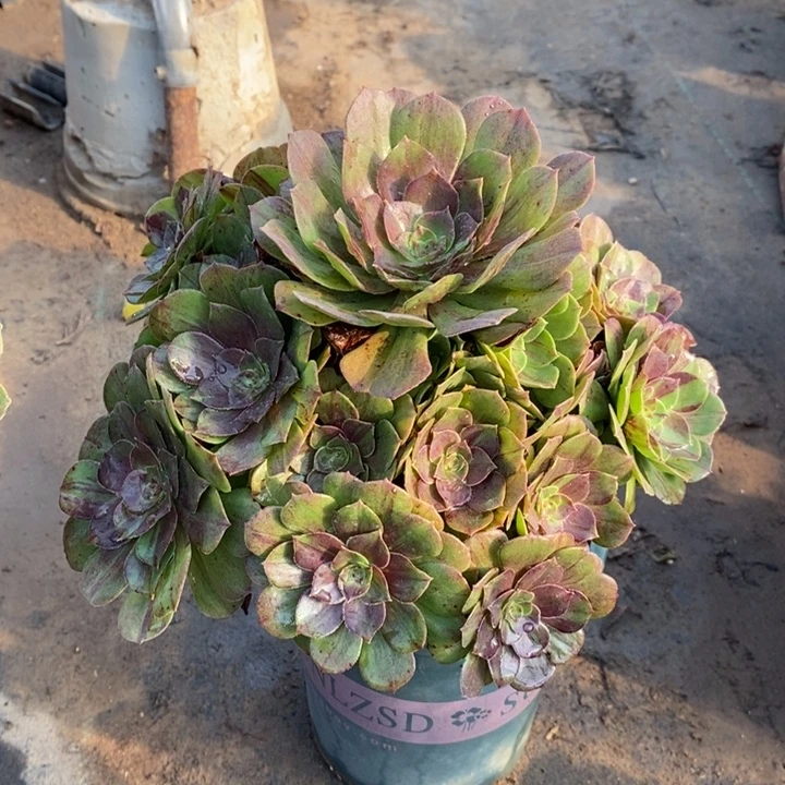 花月夜多肉植物17