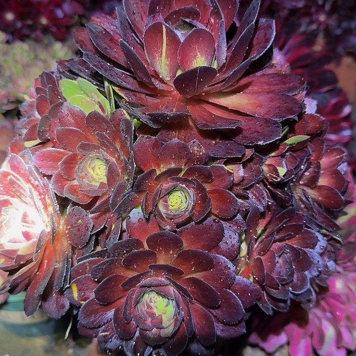 新品种黑美人捧花福利