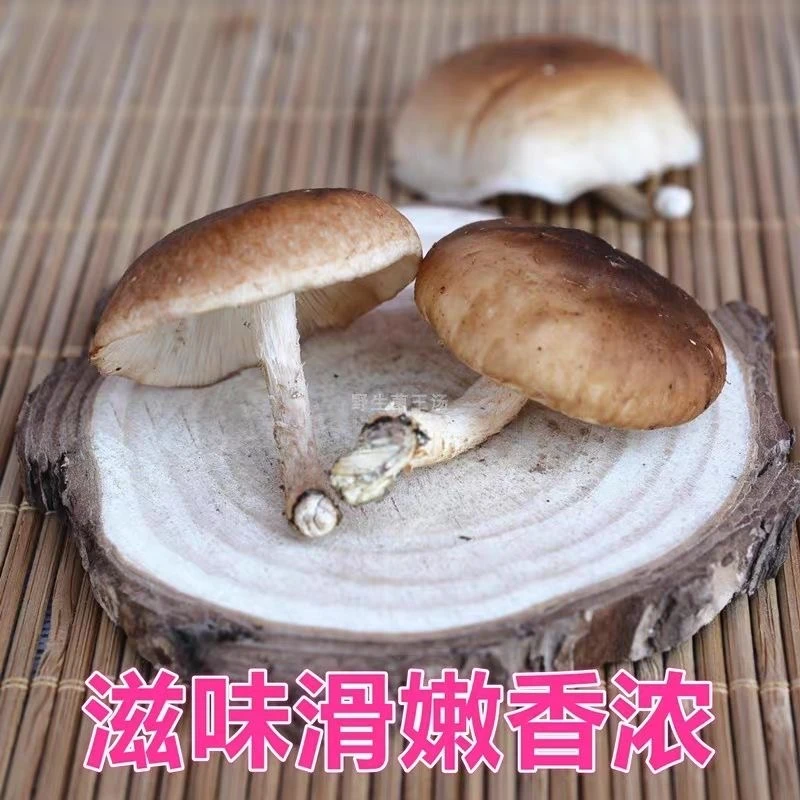 云南农家土特产香菌香蕈椴木蘑菇