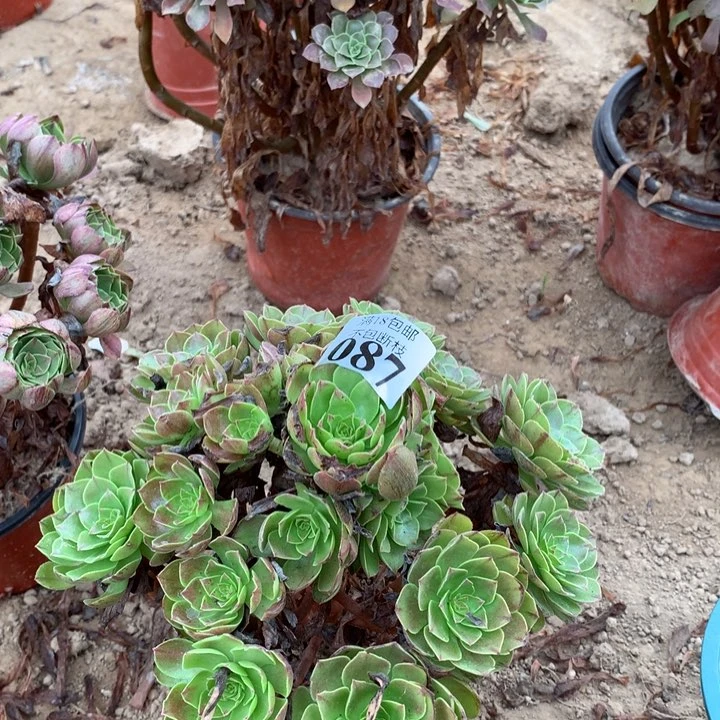 087万拉丝手捧3hao