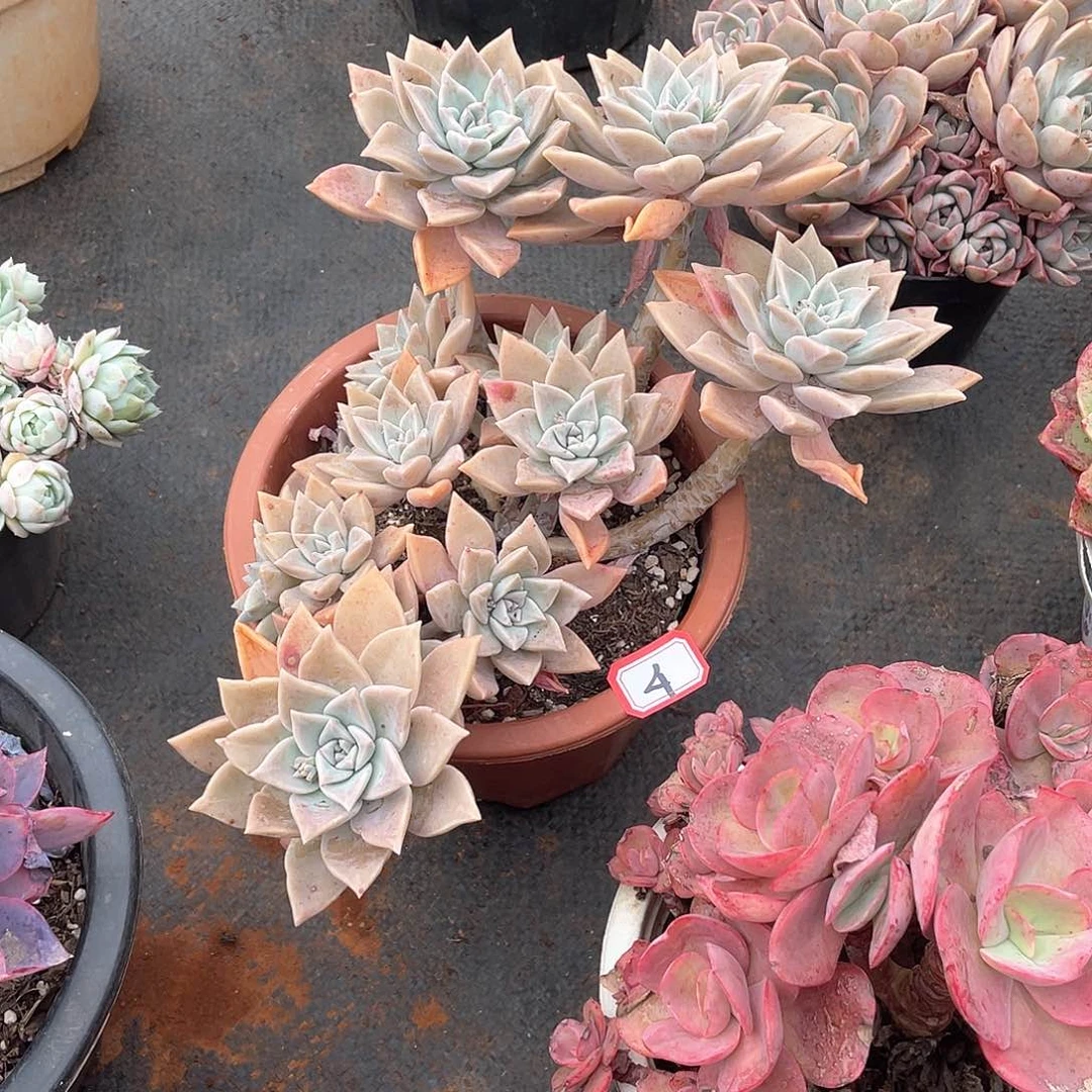 04黄昏 一物一拍多肉