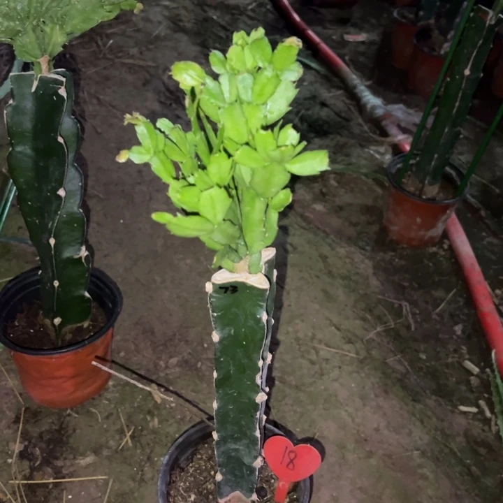 知***者当前无花栽培后可以开花073  18