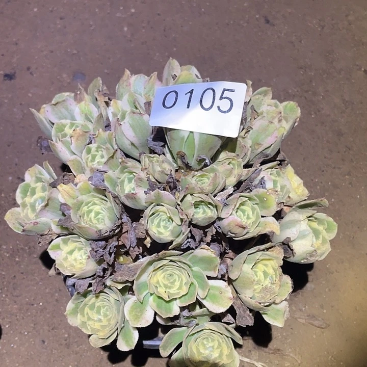 多肉植物法师105迈巴赫