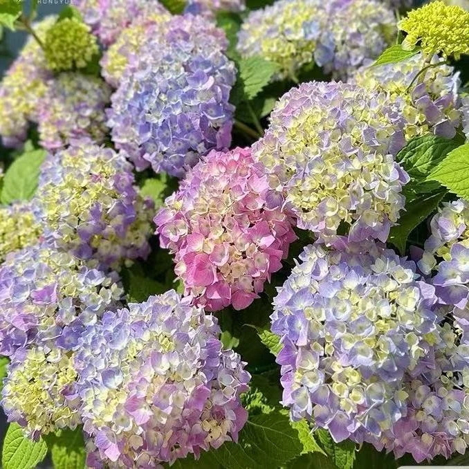 永源花坊《姹紫嫣红》露天绣球带花包发货