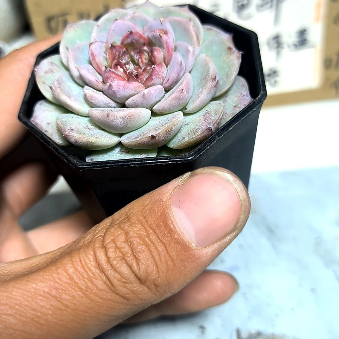 满6元包邮，大颗糖心天鹅绒八角盆