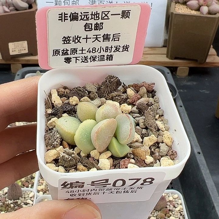 078季节锦磨砂蛋多肉