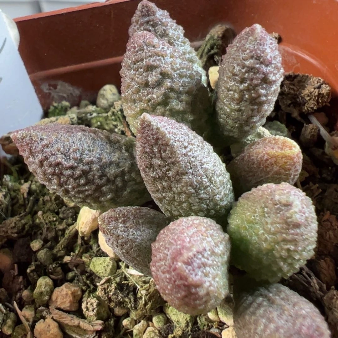 茶 紫色系颗粒款实生