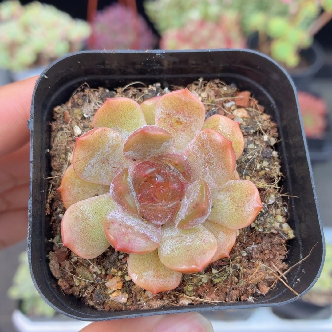 红色恋人多肉9.9包邮发货