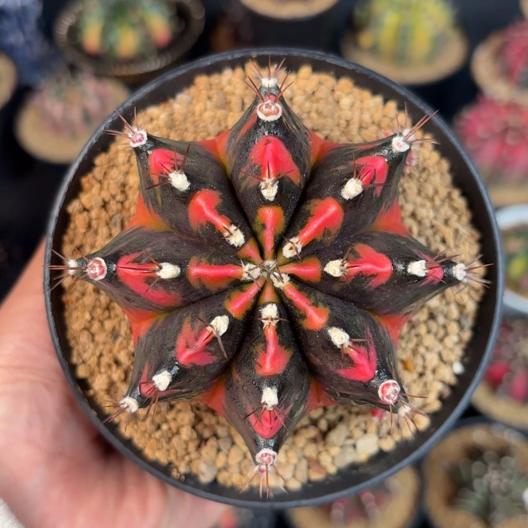 泰系米哈仙人球实生240