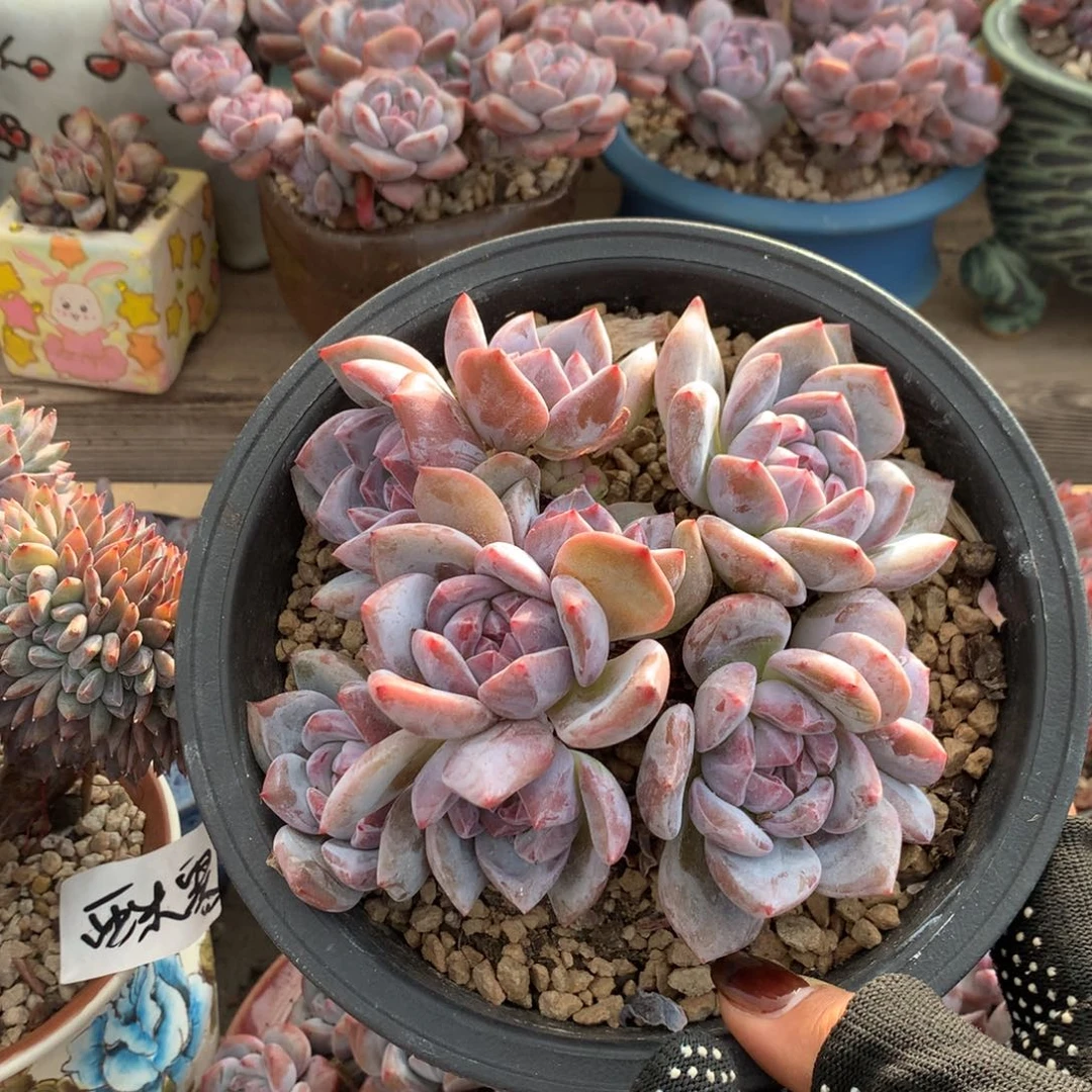 石榴籽紫皮紫心花花