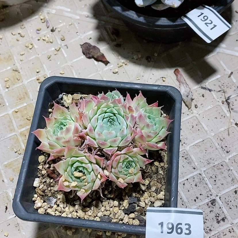 【闪购商品】海林娜1963