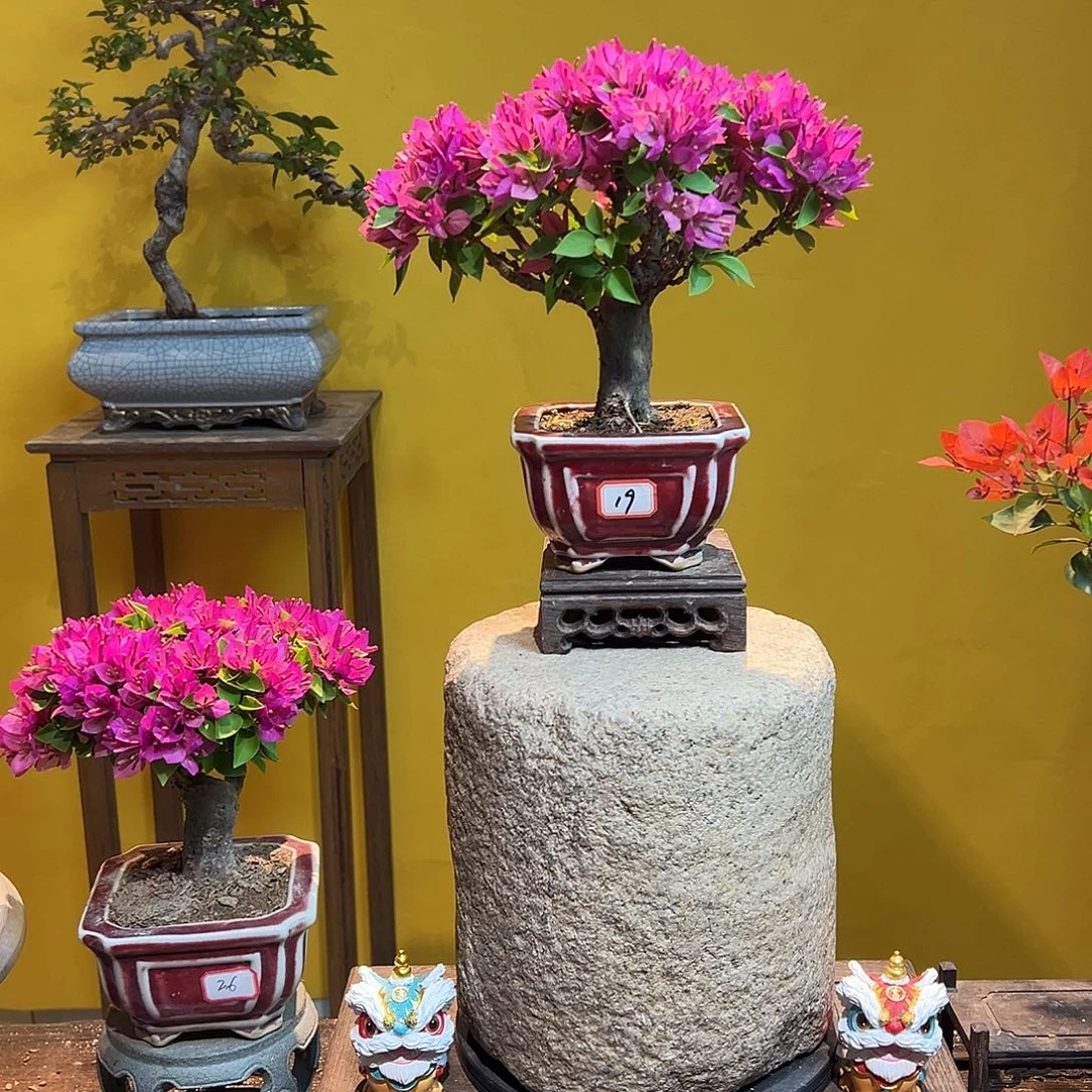 大量花朵（建议范围：8朵-15朵 或40%以上）