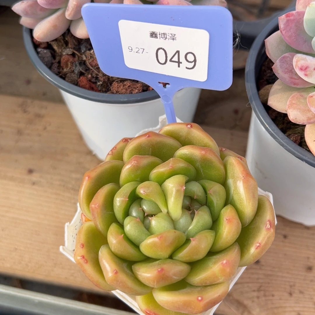 我****鱼定向 9.27-049