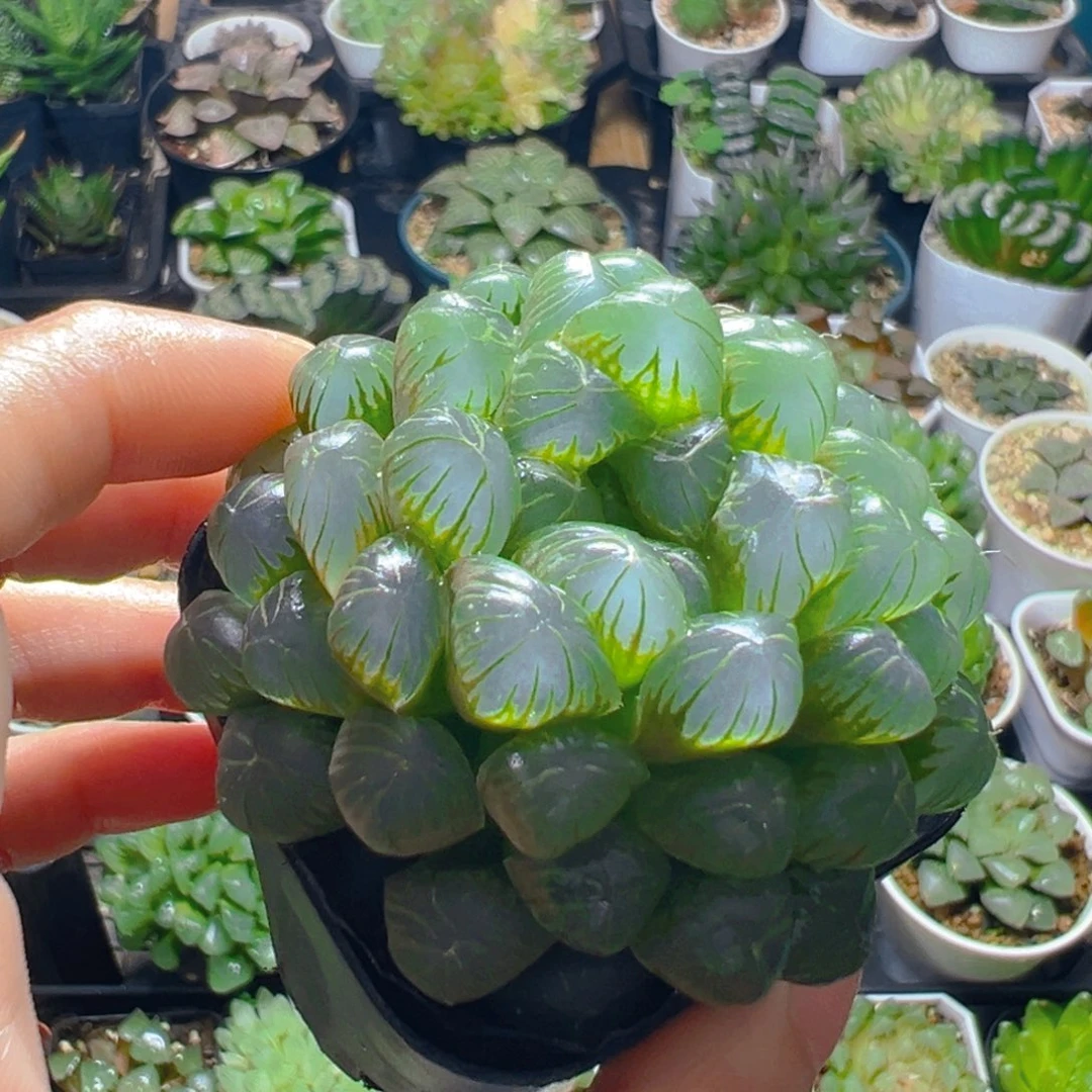 糯肌玉露多肉多肉一颗