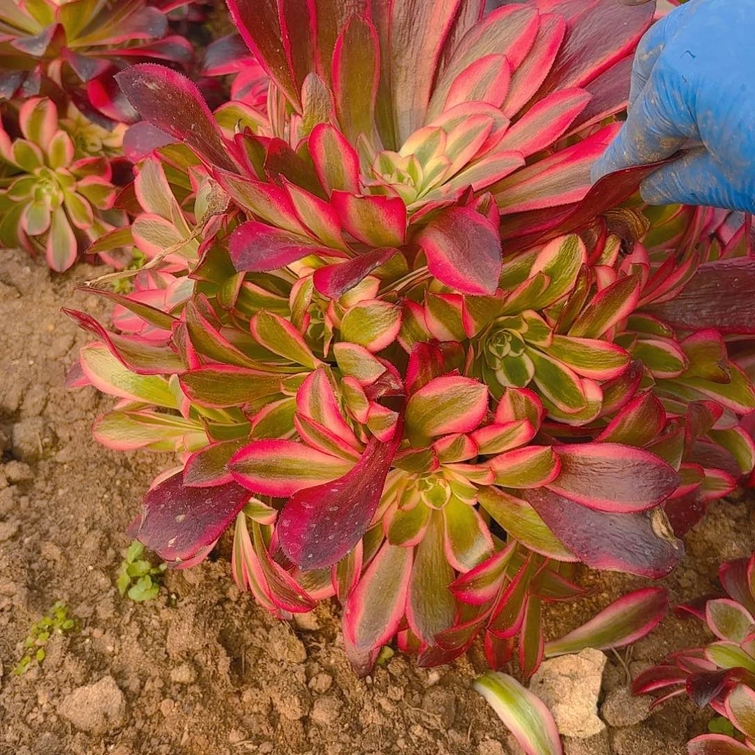 蛇毒美杜莎大手捧