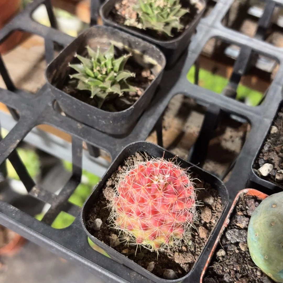 红娜丸仙人球单头5㎝盆