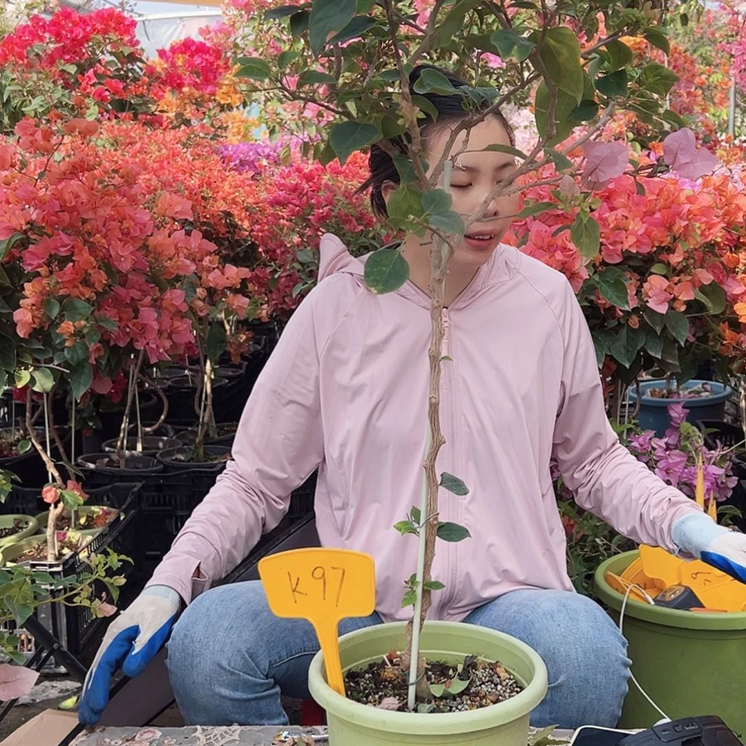 糖***）大部分花苞少量开放K97暗斑丽人