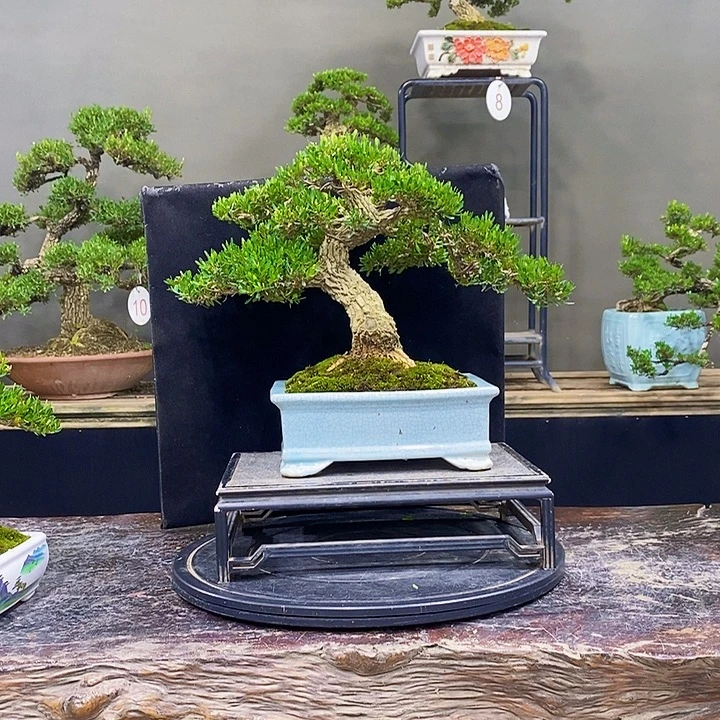 无花朵黄杨盆景四季常青