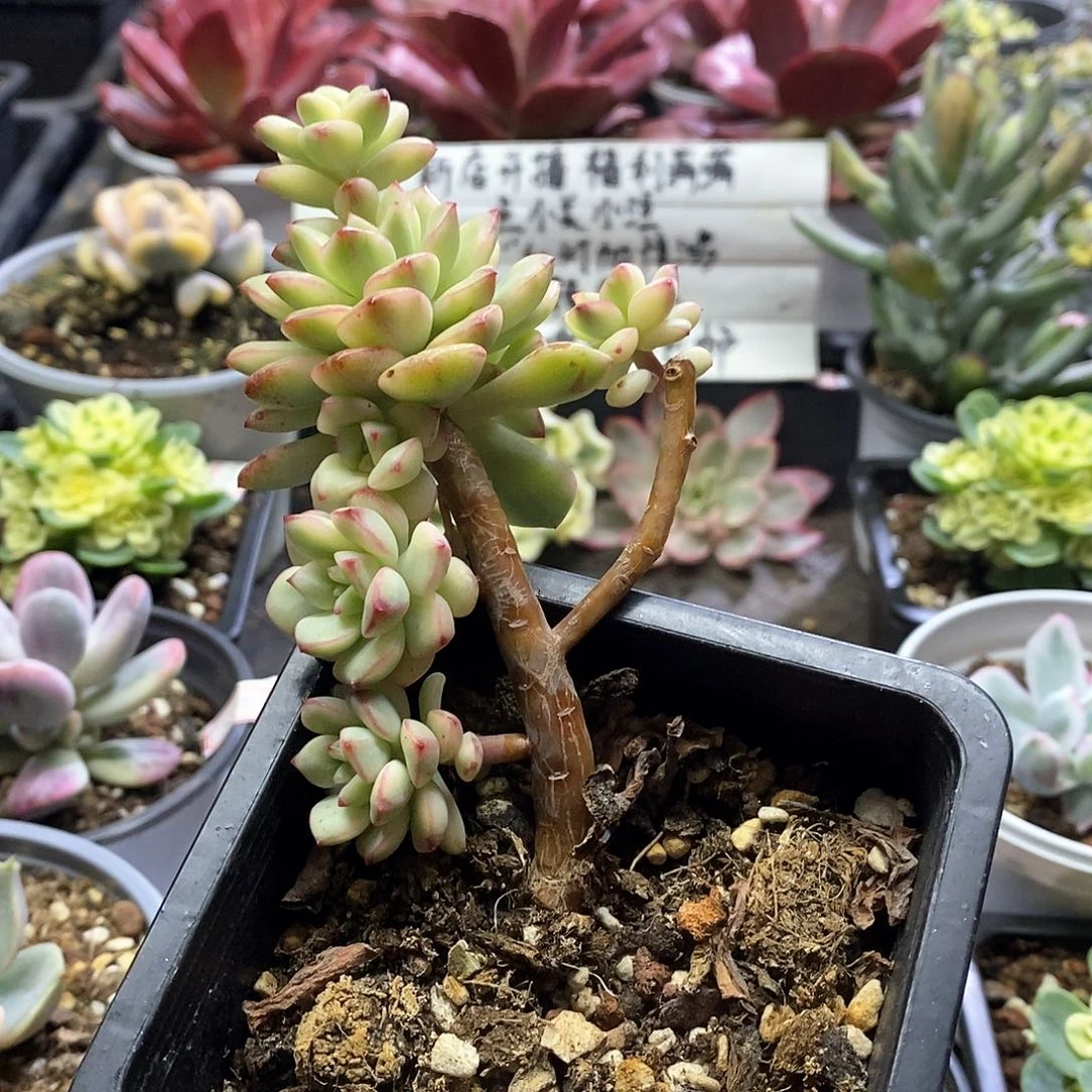 2599探戈锦多肉植物