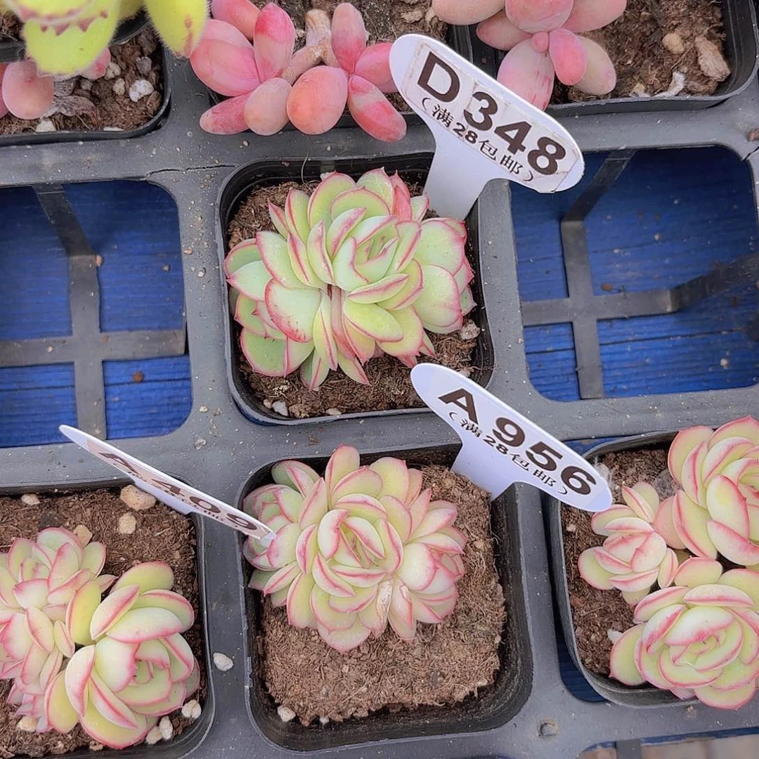 D348牡丹亭一物一拍