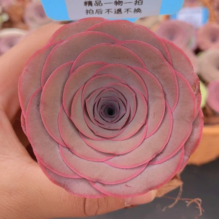 山地玫瑰 277裸根发货不售后