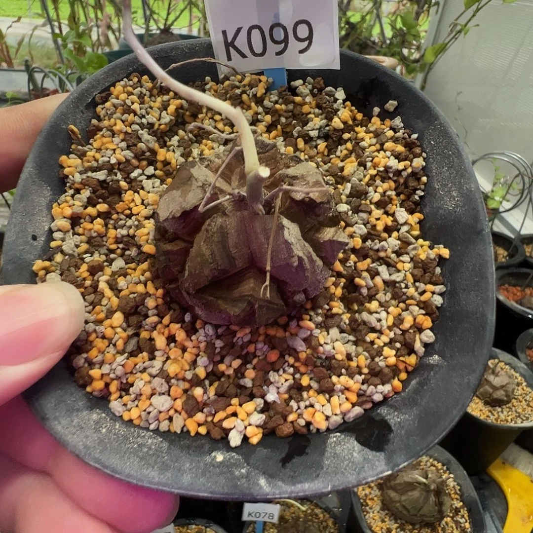多肉植物专拍 一物一拍 南非龟甲龙099