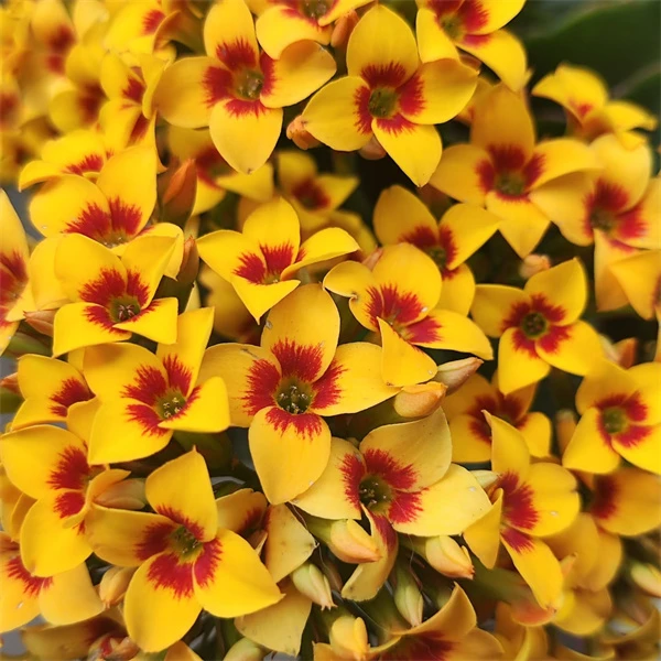 【雷米黄猫 11cm盆】 单瓣大花