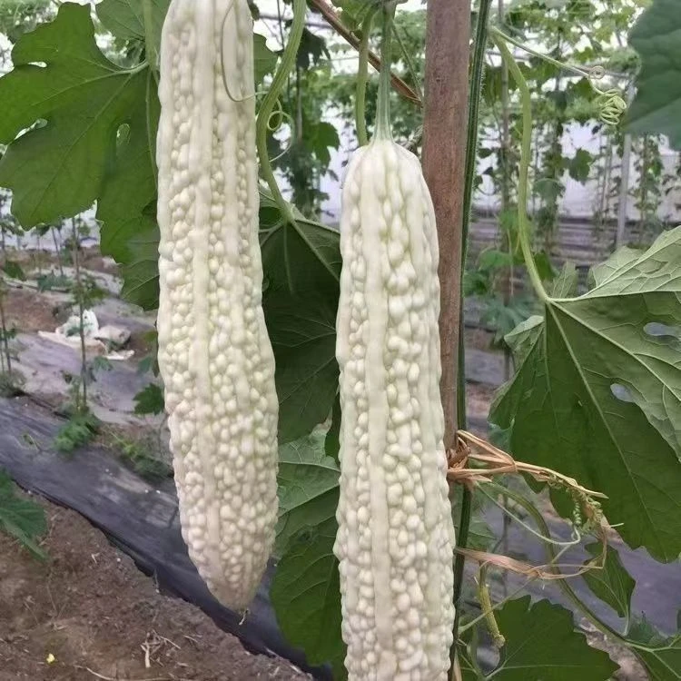 【全店满6包包邮】白苦瓜种子