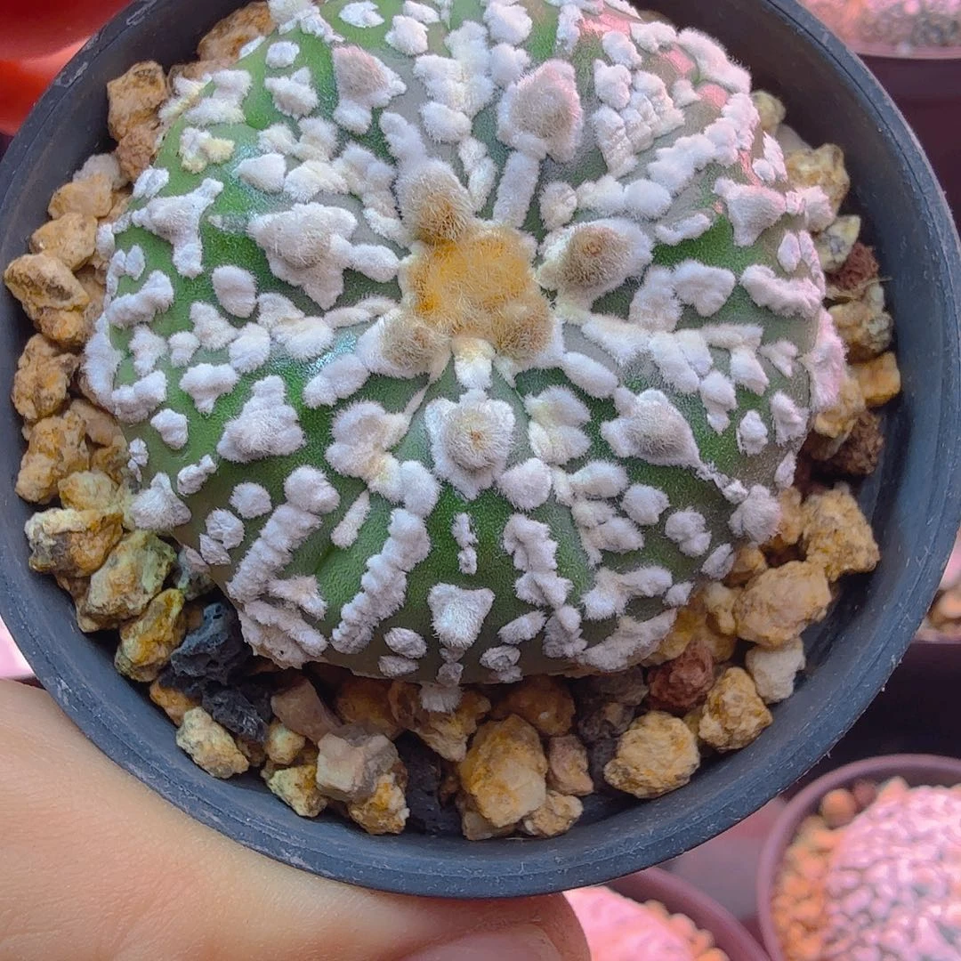箭头柱子多肉植物