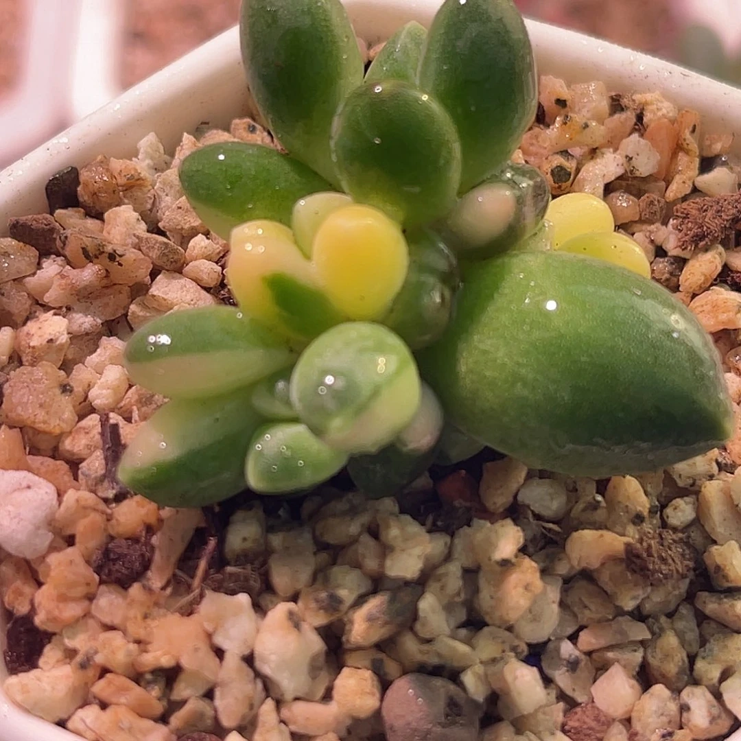 尚品园艺福利锦8452