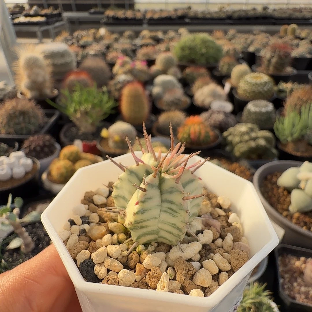 斑马锦带盆发货50