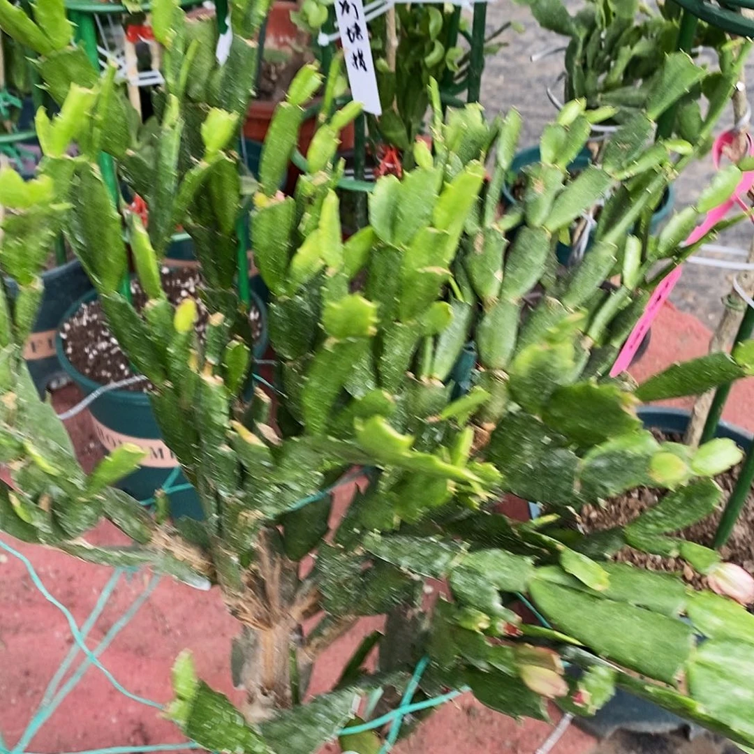 百***花完全开放福利款单层