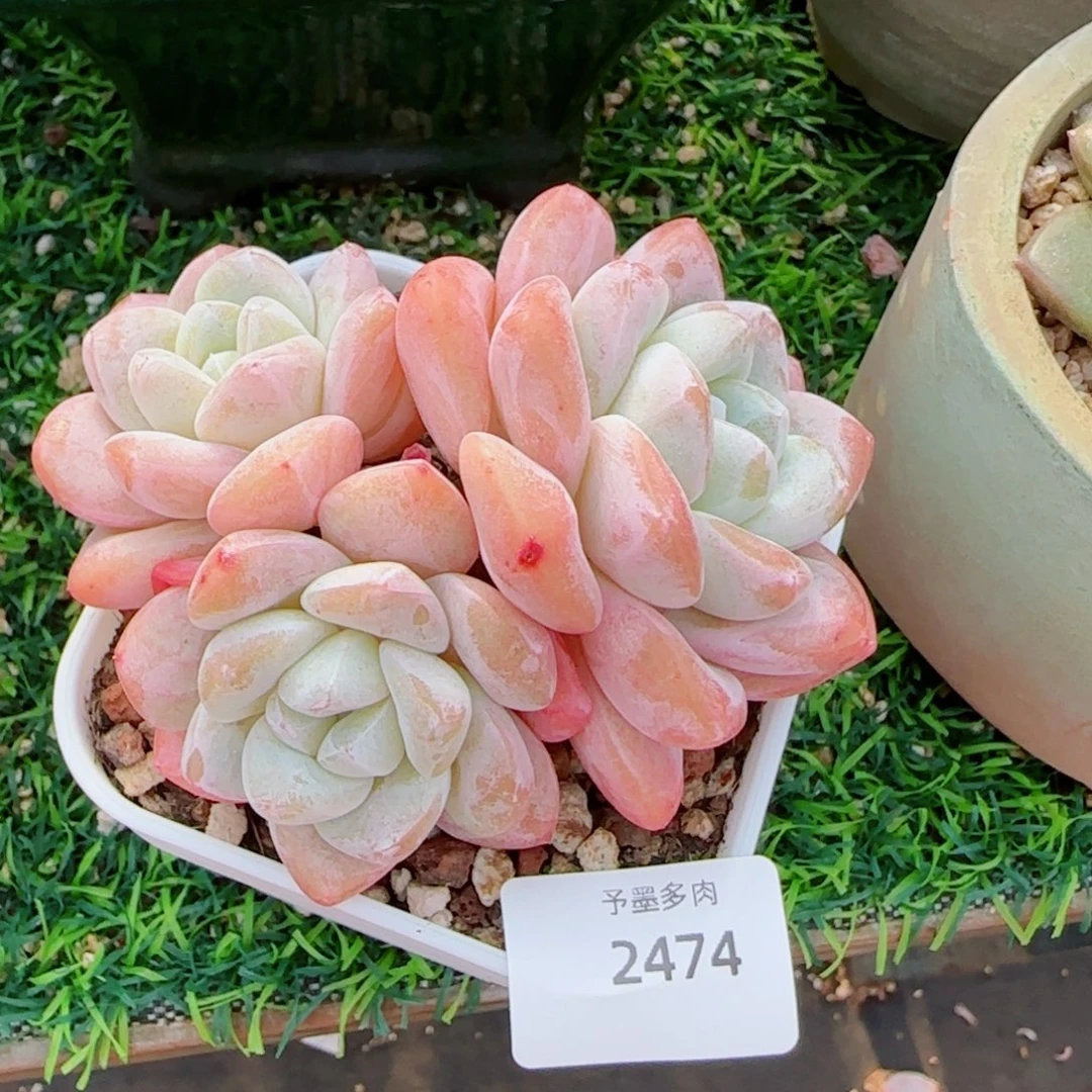 粗桩冰玉，2474多肉植物