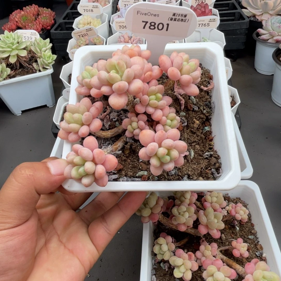 R***.7801鱼子酱10.0厘米