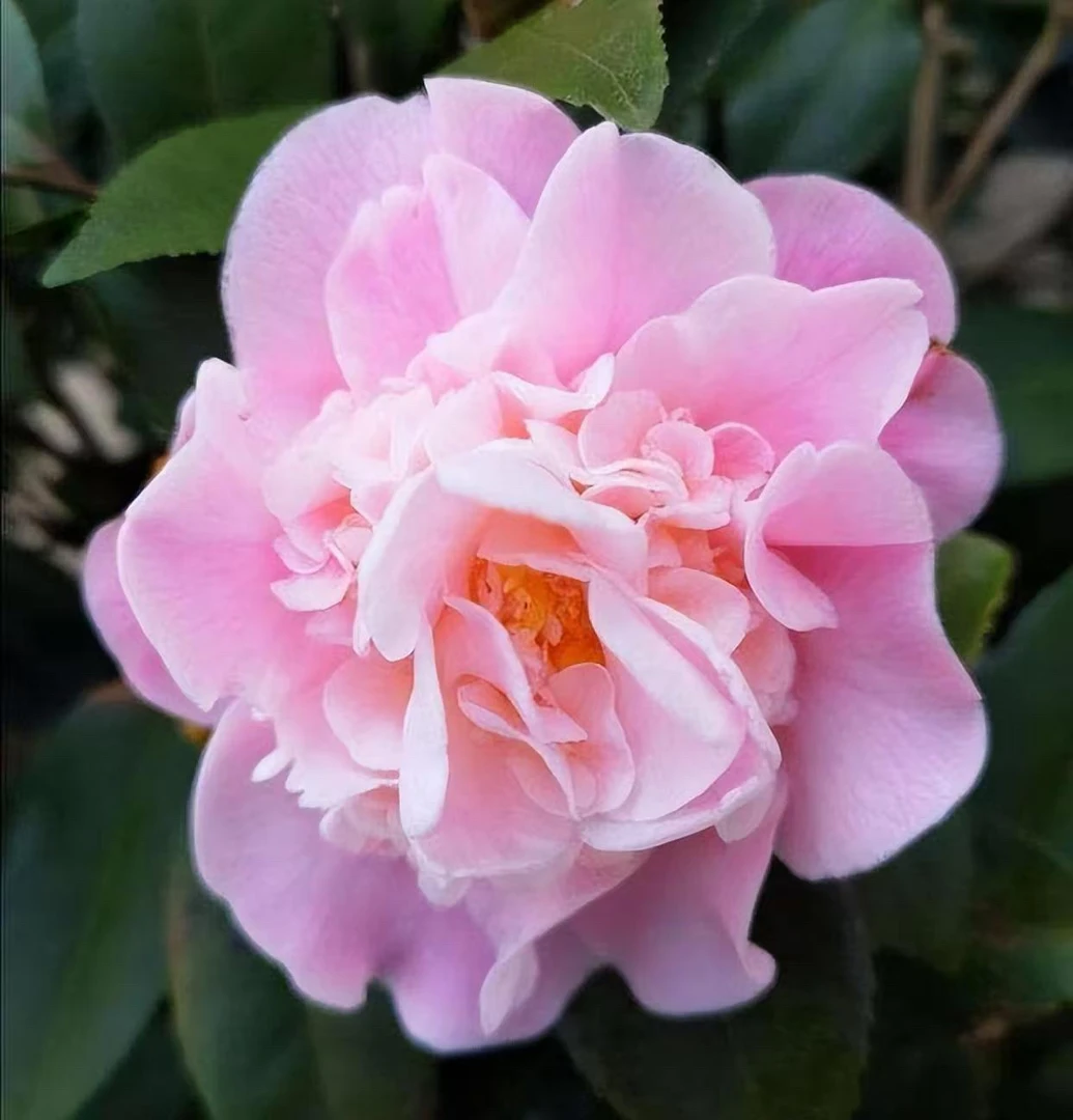 顺风包邮1物1拍香妃山茶花