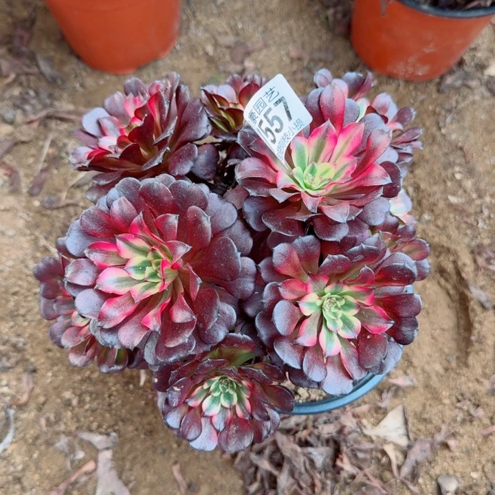 557美姬官服20左右2